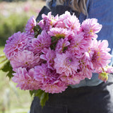 Dahlia 'Pink Ardour'