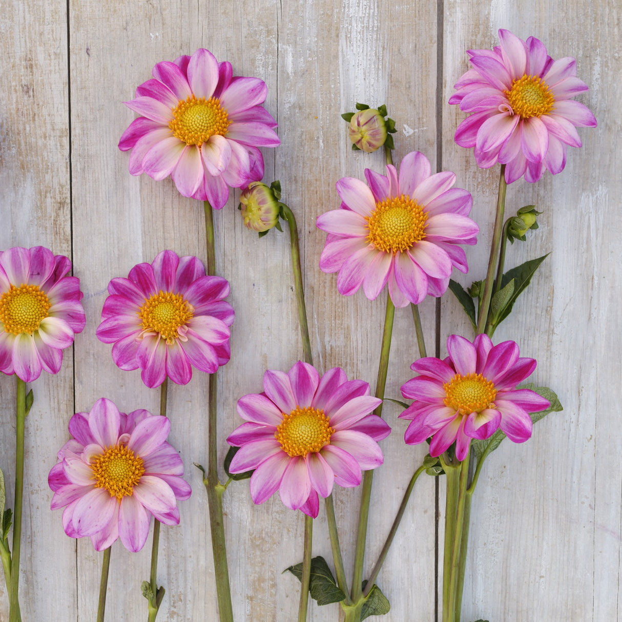 Dahlia 'Pink Emperor'