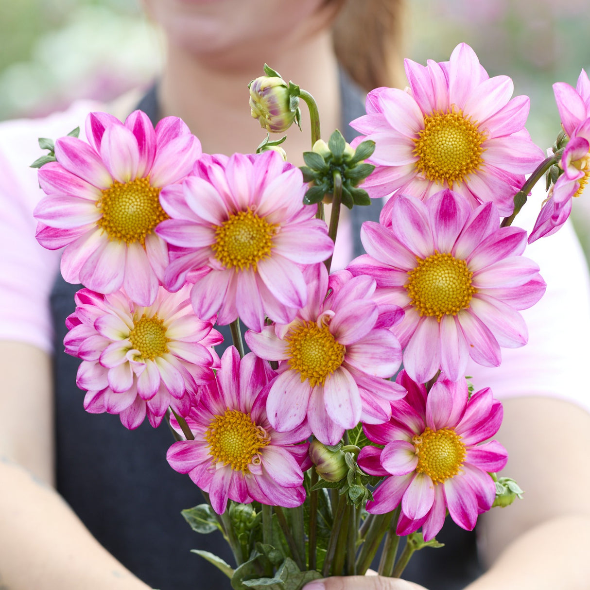 Dahlia 'Pink Emperor'