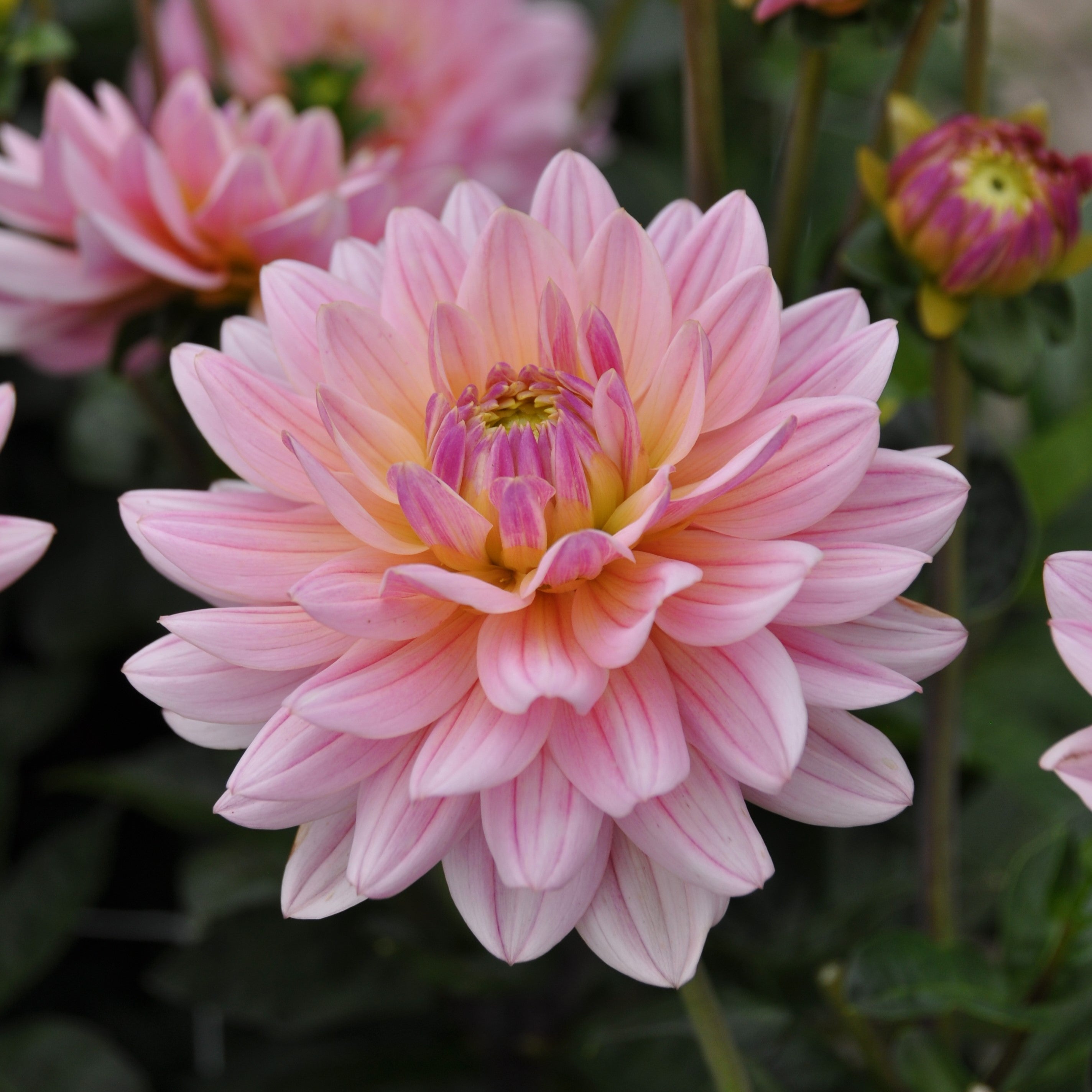 Dahlia 'Pink Magic'