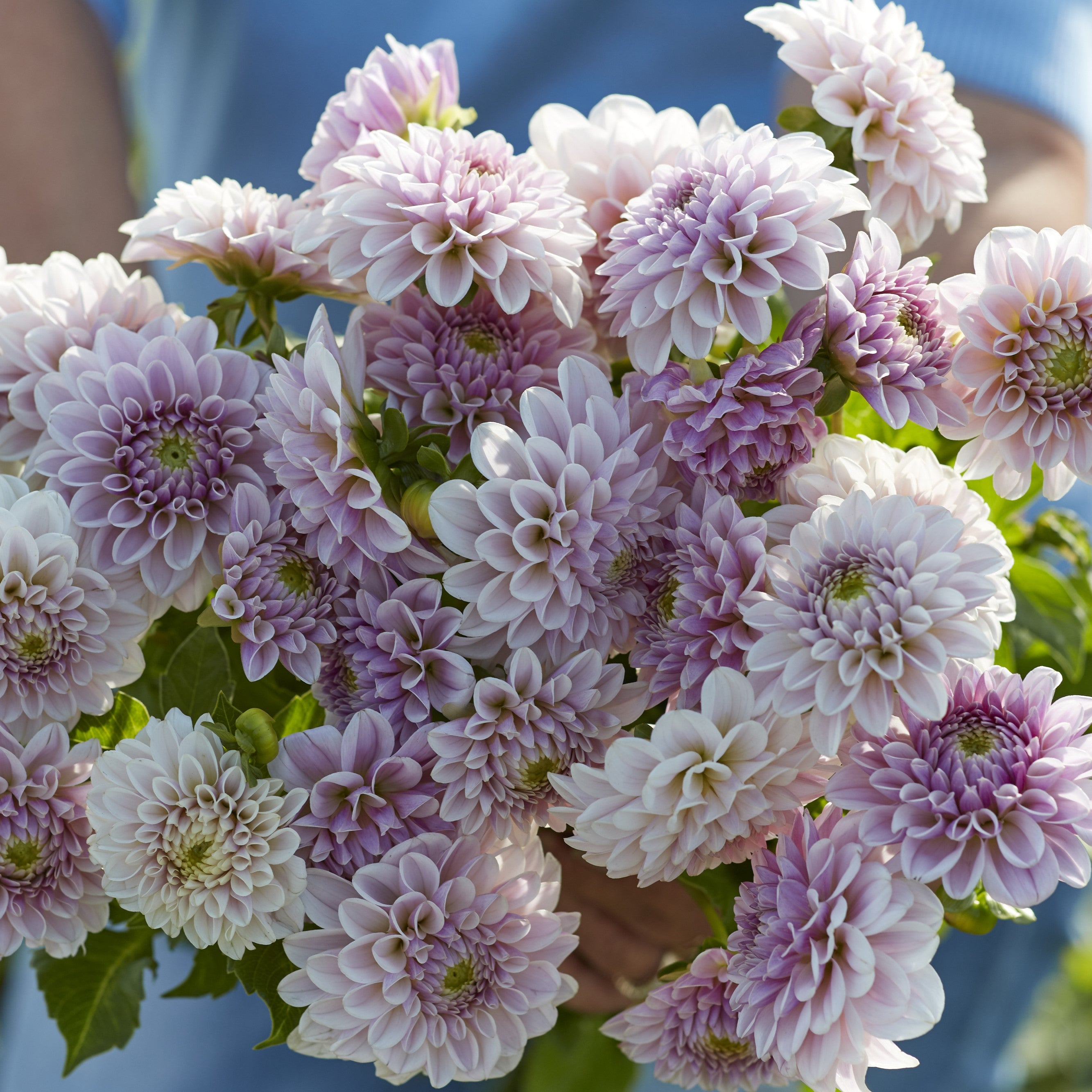 Dahlia 'Pink Silk'