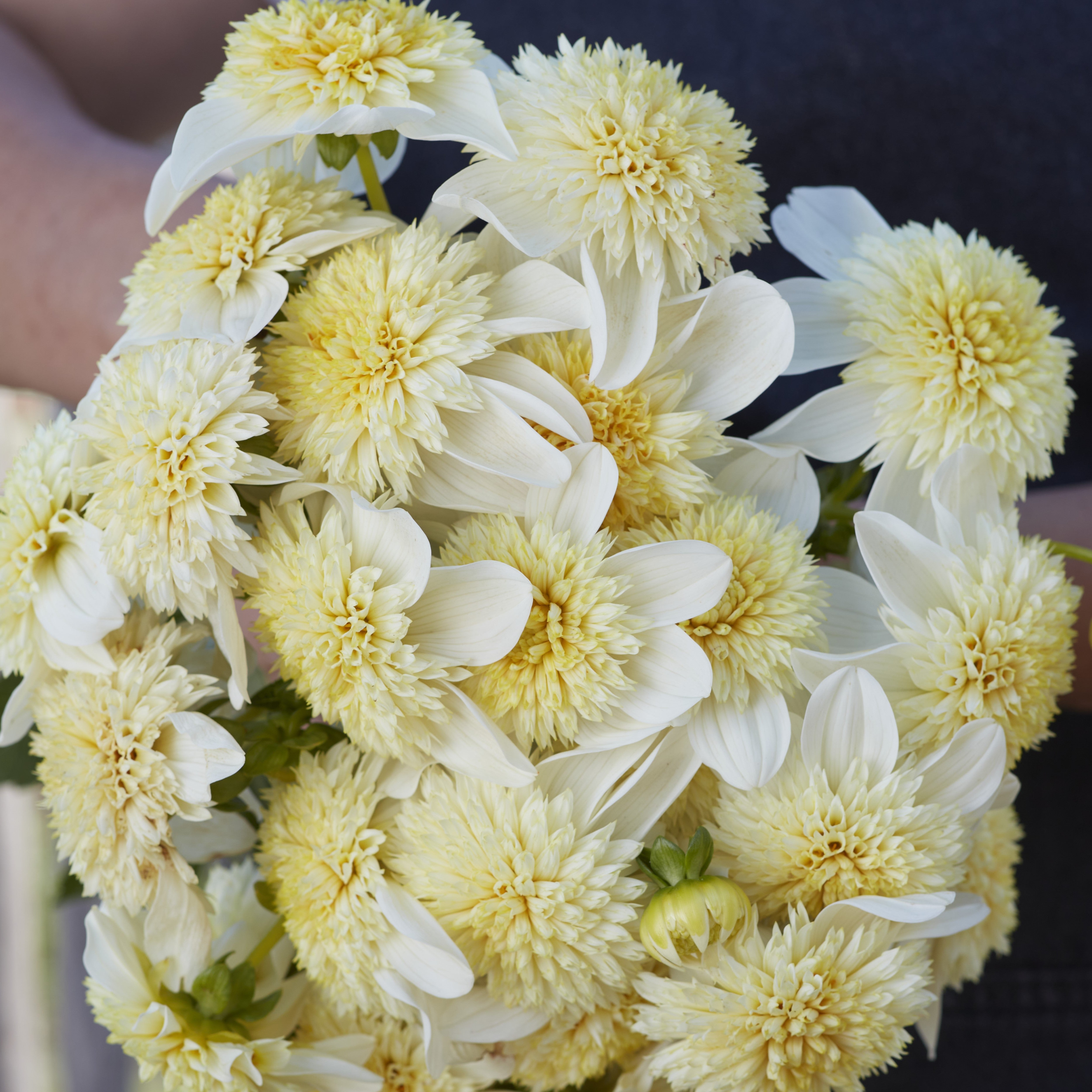 Dahlia 'Platinum Blonde'