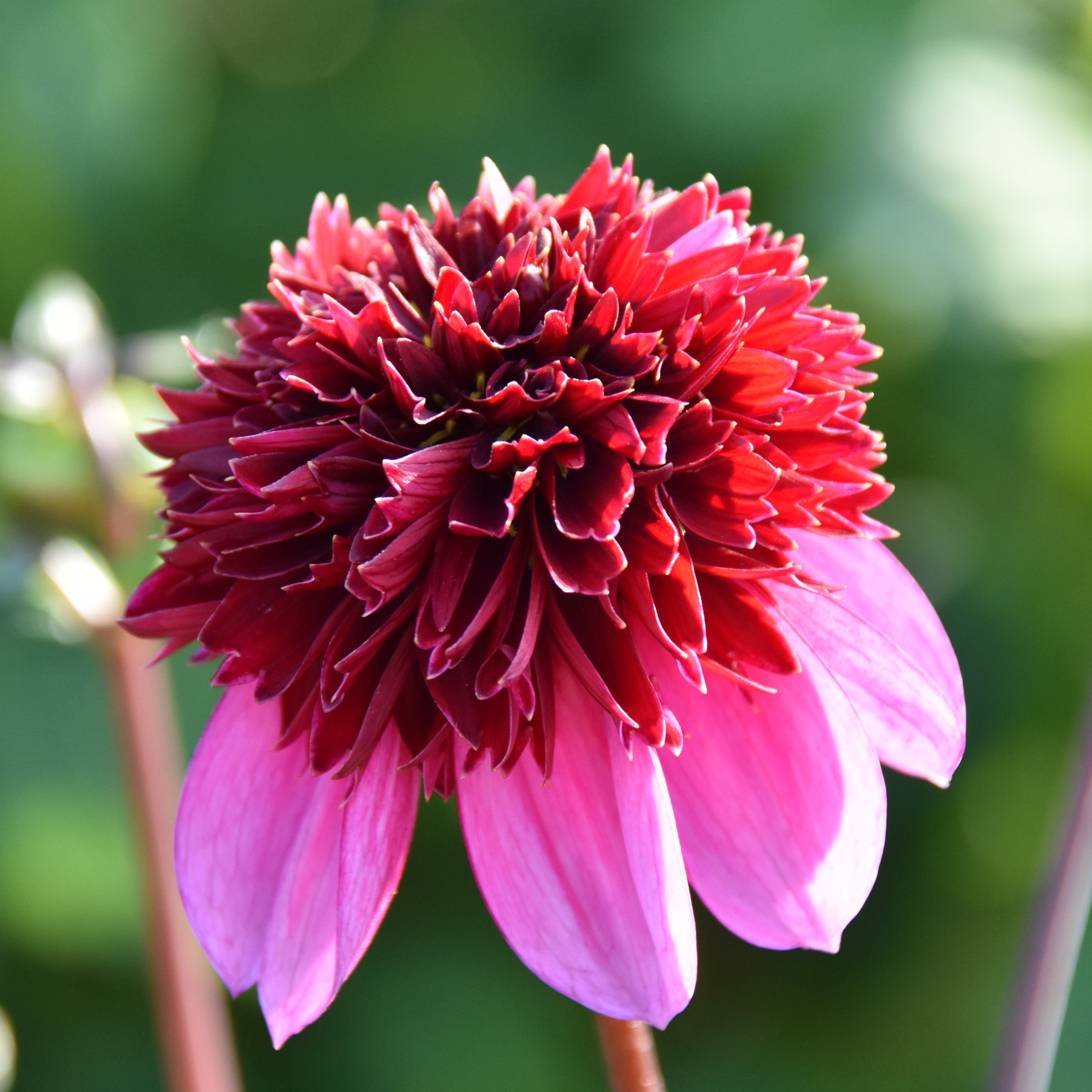 Dahlia 'Poodle Skirt'