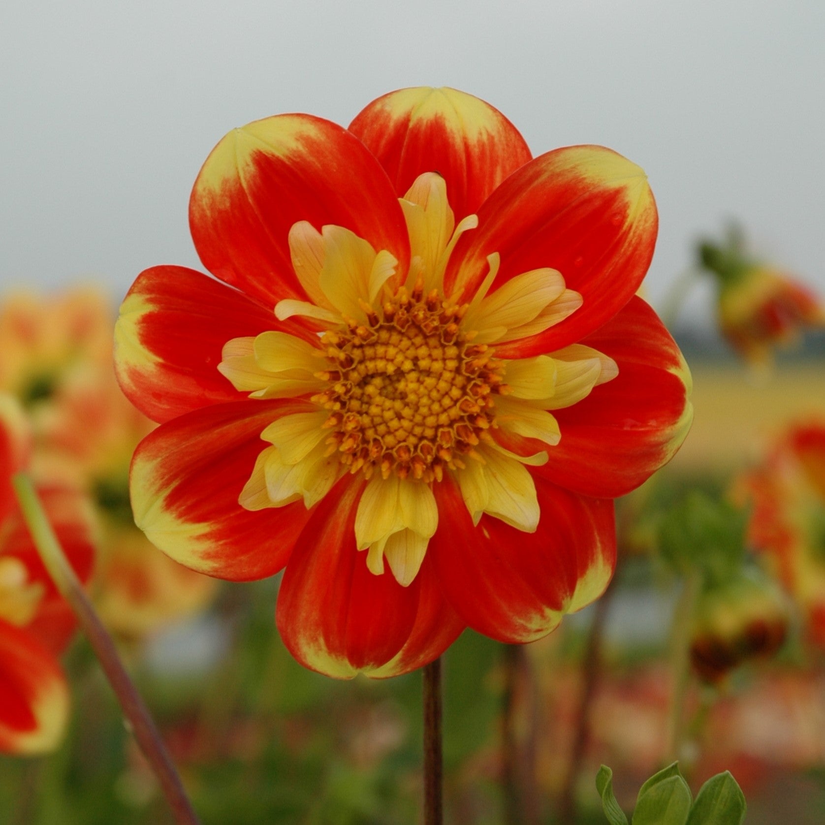 Dahlia 'Pooh Swan-Island'