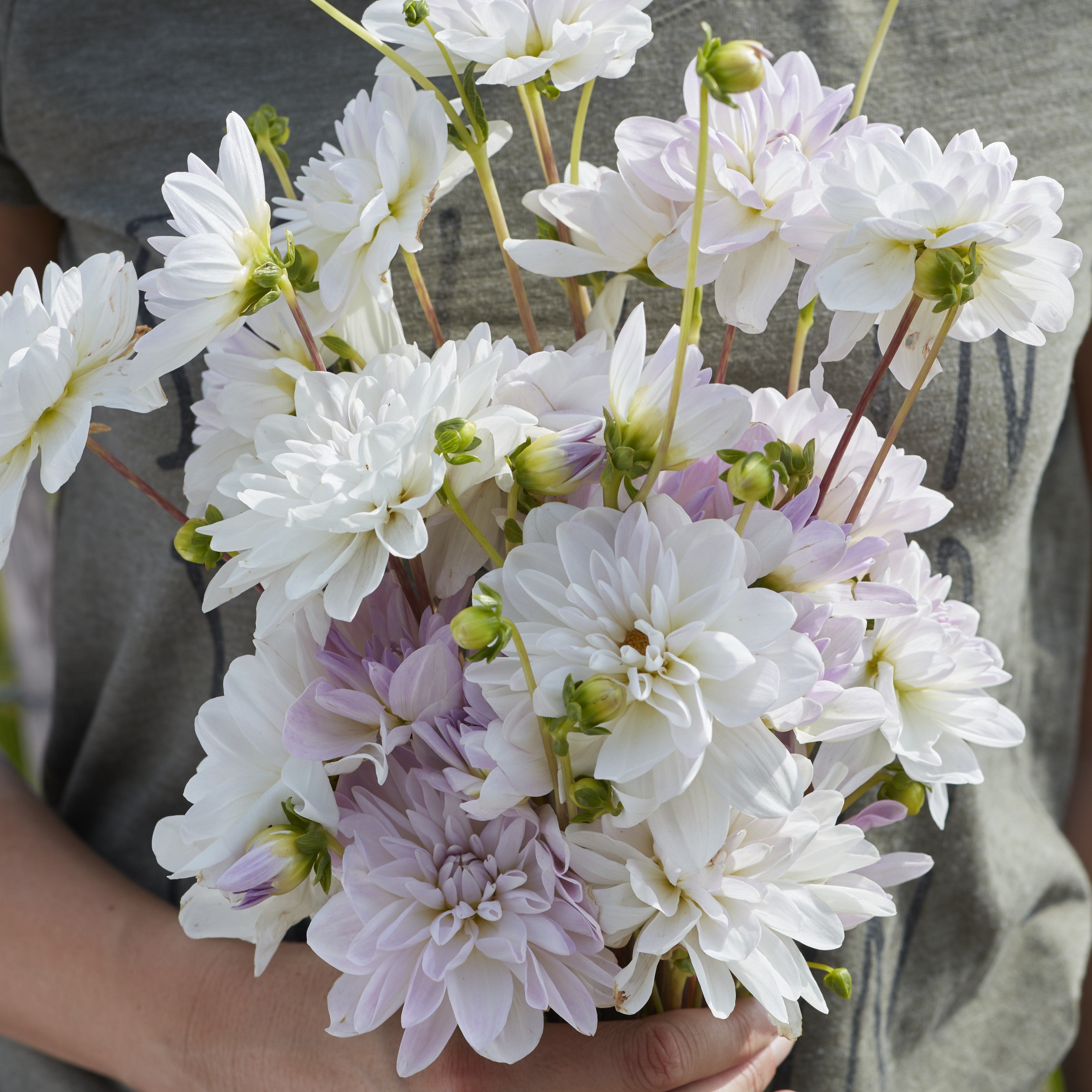 Dahlia 'Porcelain'