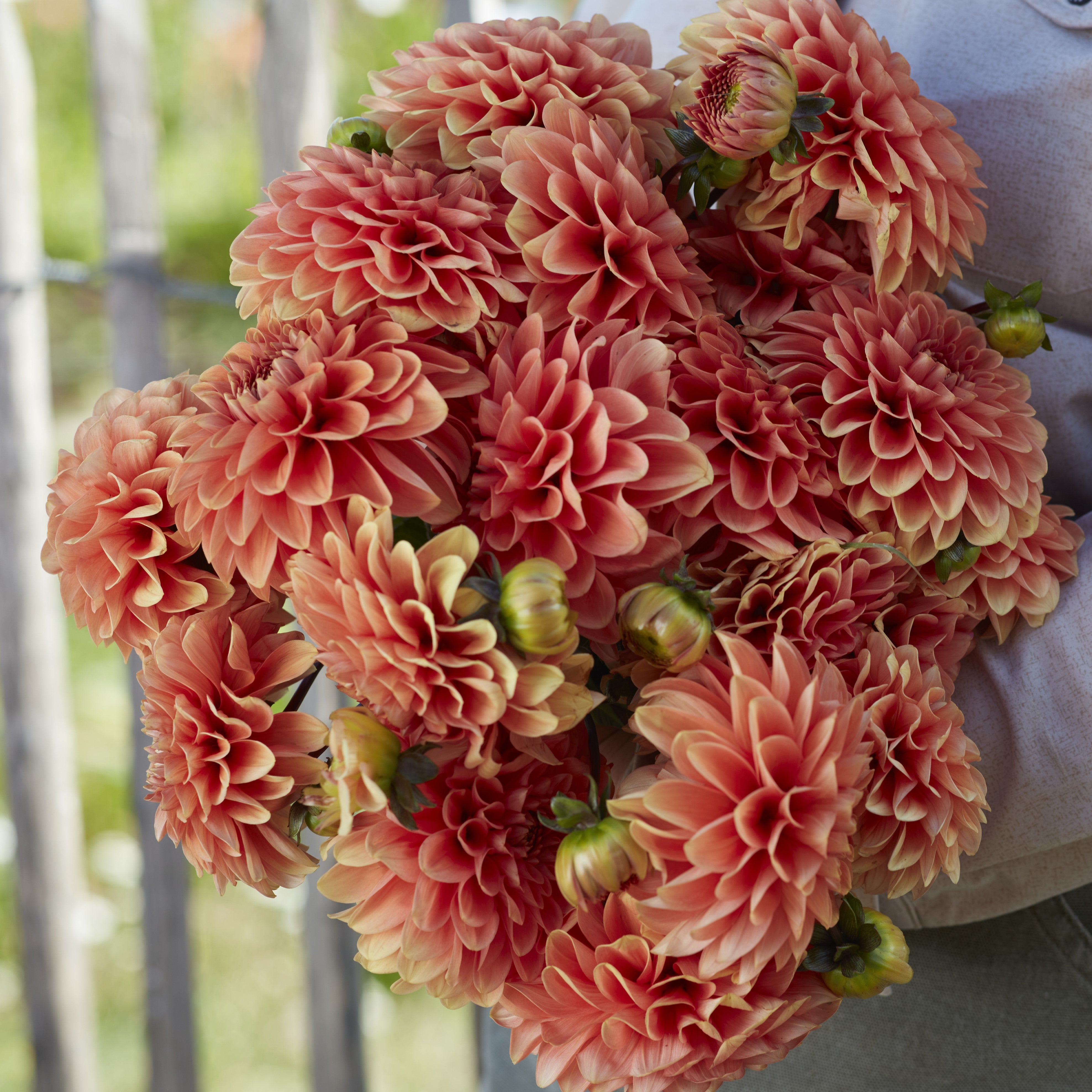 Dahlia 'Portofino'