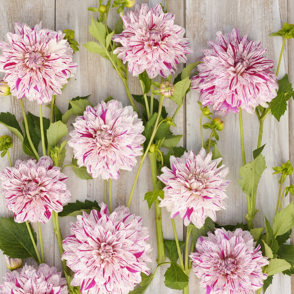 Dahlia 'Prince Vailant'