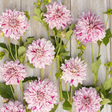 Dahlia 'Prince Vailant'