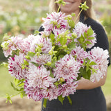 Dahlia 'Prince Vailant'