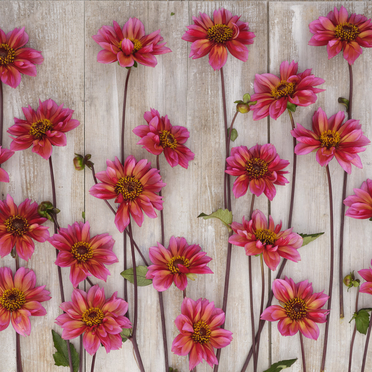 Dahlia 'Princess Nadine'