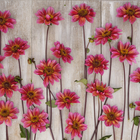 Dahlia 'Princess Nadine'