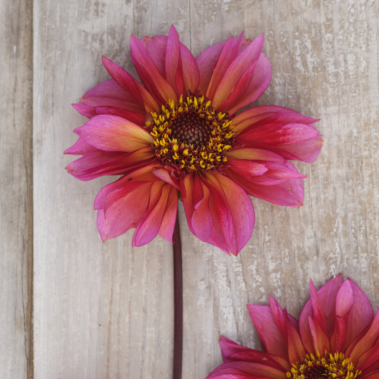 Dahlia 'Princess Nadine'