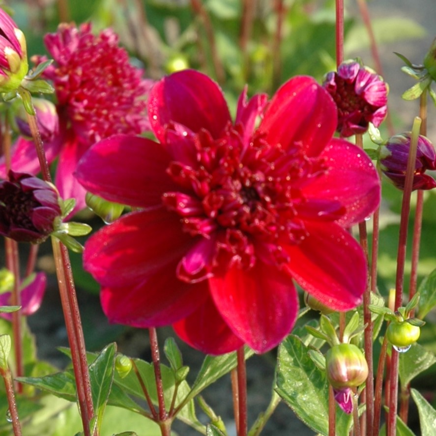 Dahlia 'Purpinca'