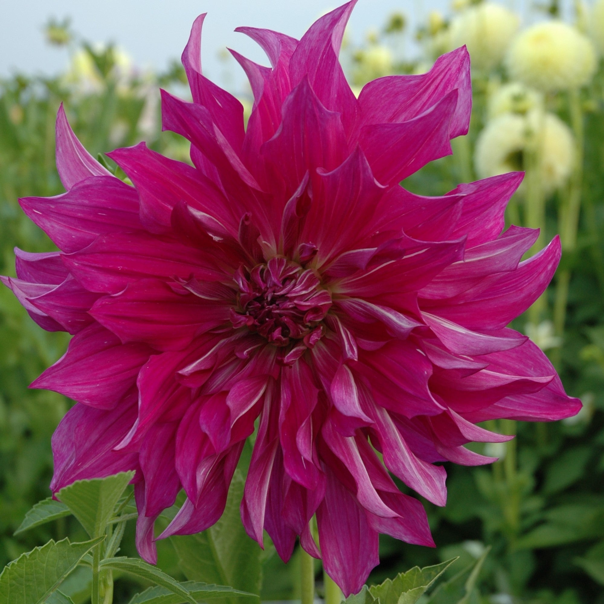 Dahlia 'Purple Taiheiyo'