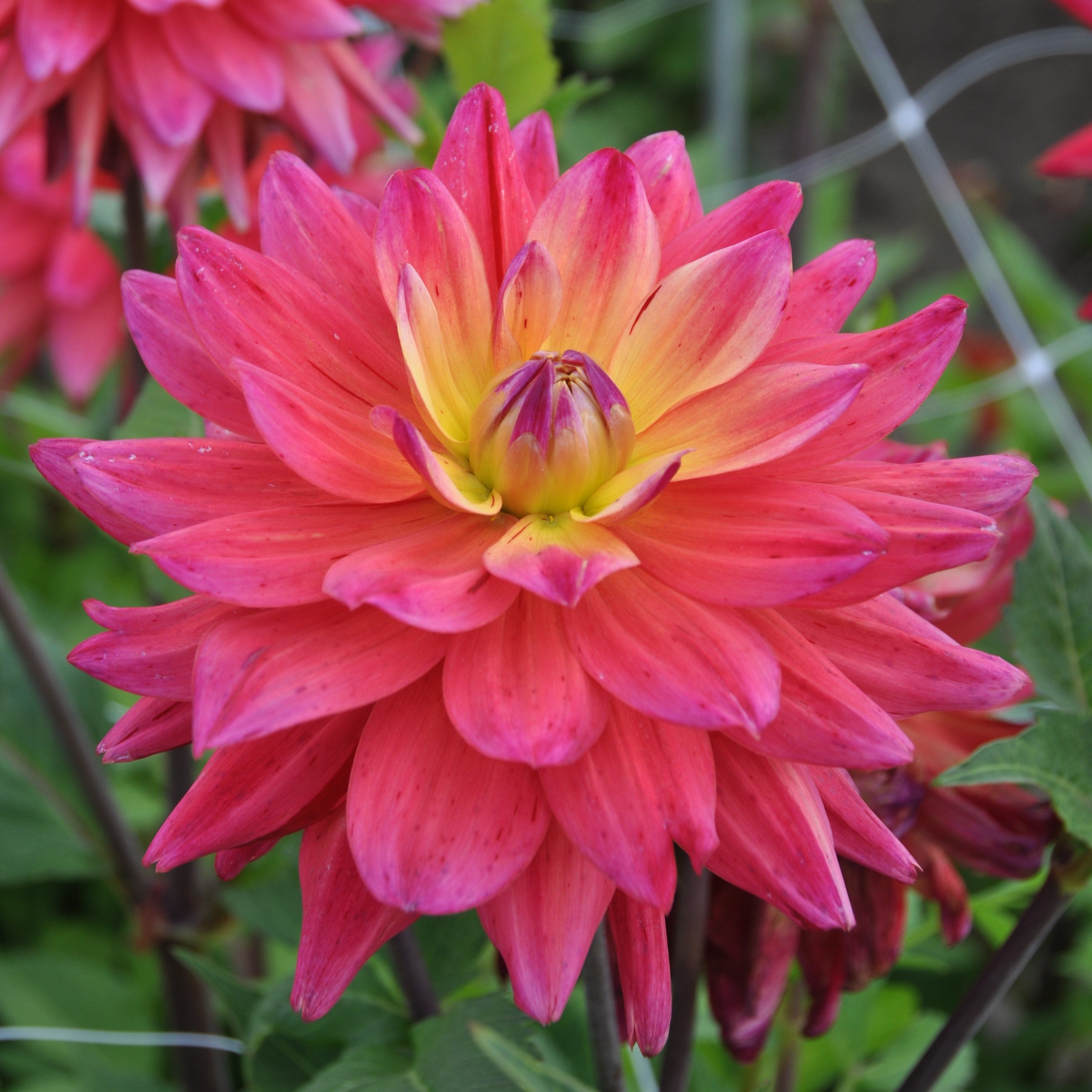 Dahlia 'Rainbow Silence'