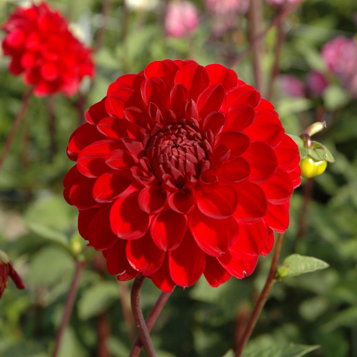 Dahlia 'Red Jill'