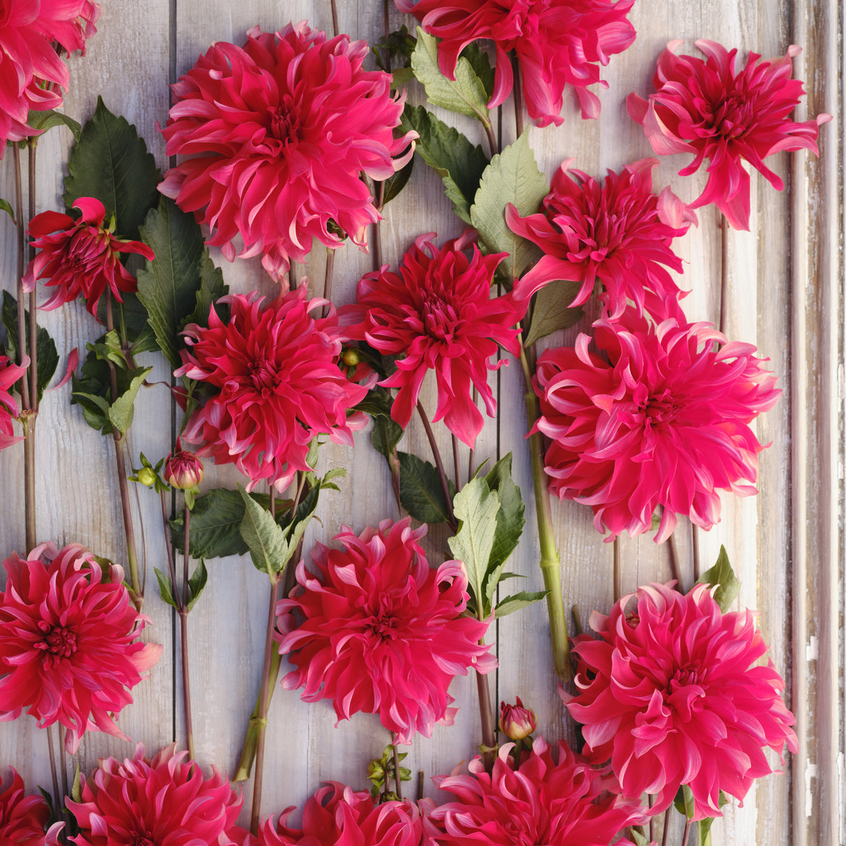 Dahlia 'Red Labyrinth'