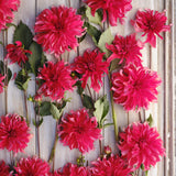 Dahlia 'Red Labyrinth'