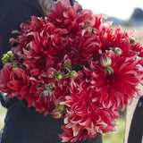 Dahlia 'Red Labyrinth'