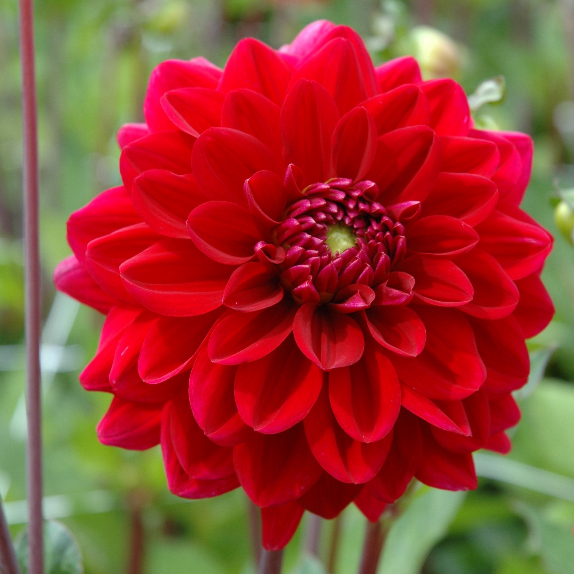 Dahlia 'Red Runner'