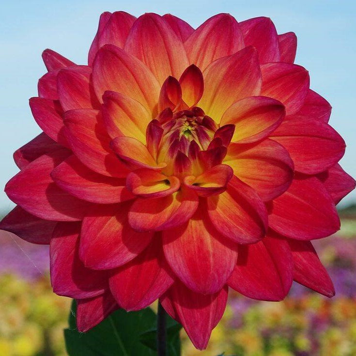 Dahlia 'Red Silence'