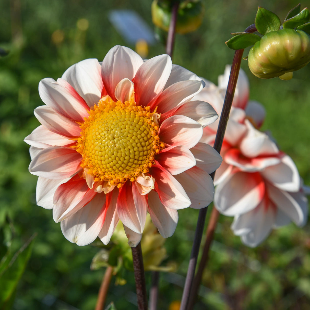 Dahlia 'Red & White Emperor'