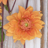 Dahlia 'Renato Tosio'