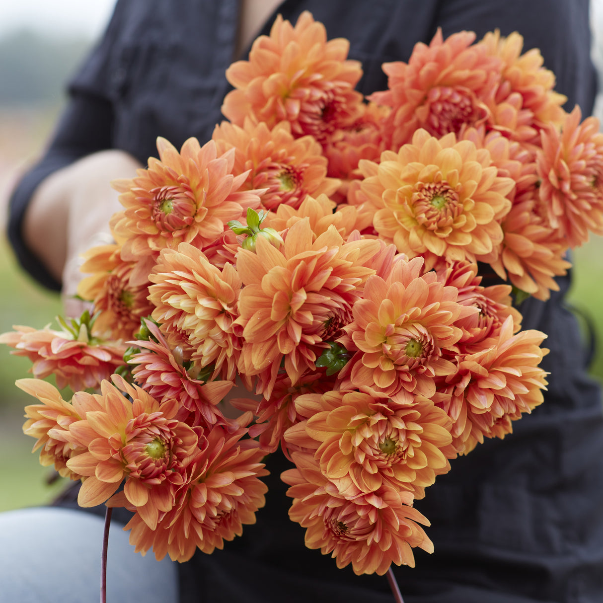 Dahlia 'Renato Tosio'