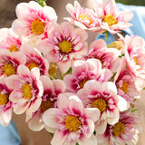 Dahlia 'Rhubarb & Custard'