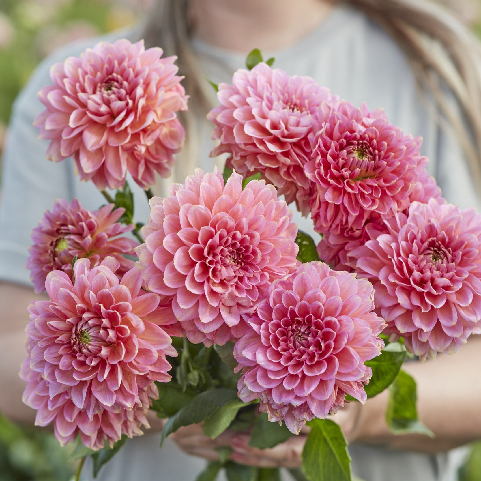 Dahlia 'Rina Bredie'