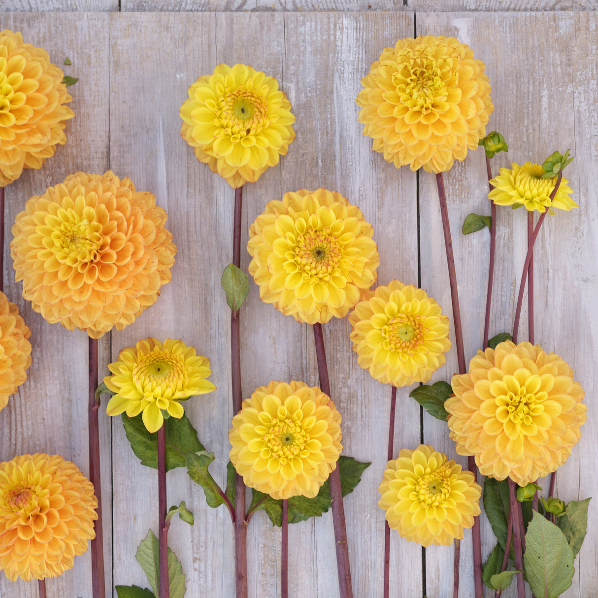 Dahlia 'Royal Yellow'