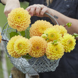 Dahlia 'Royal Yellow'