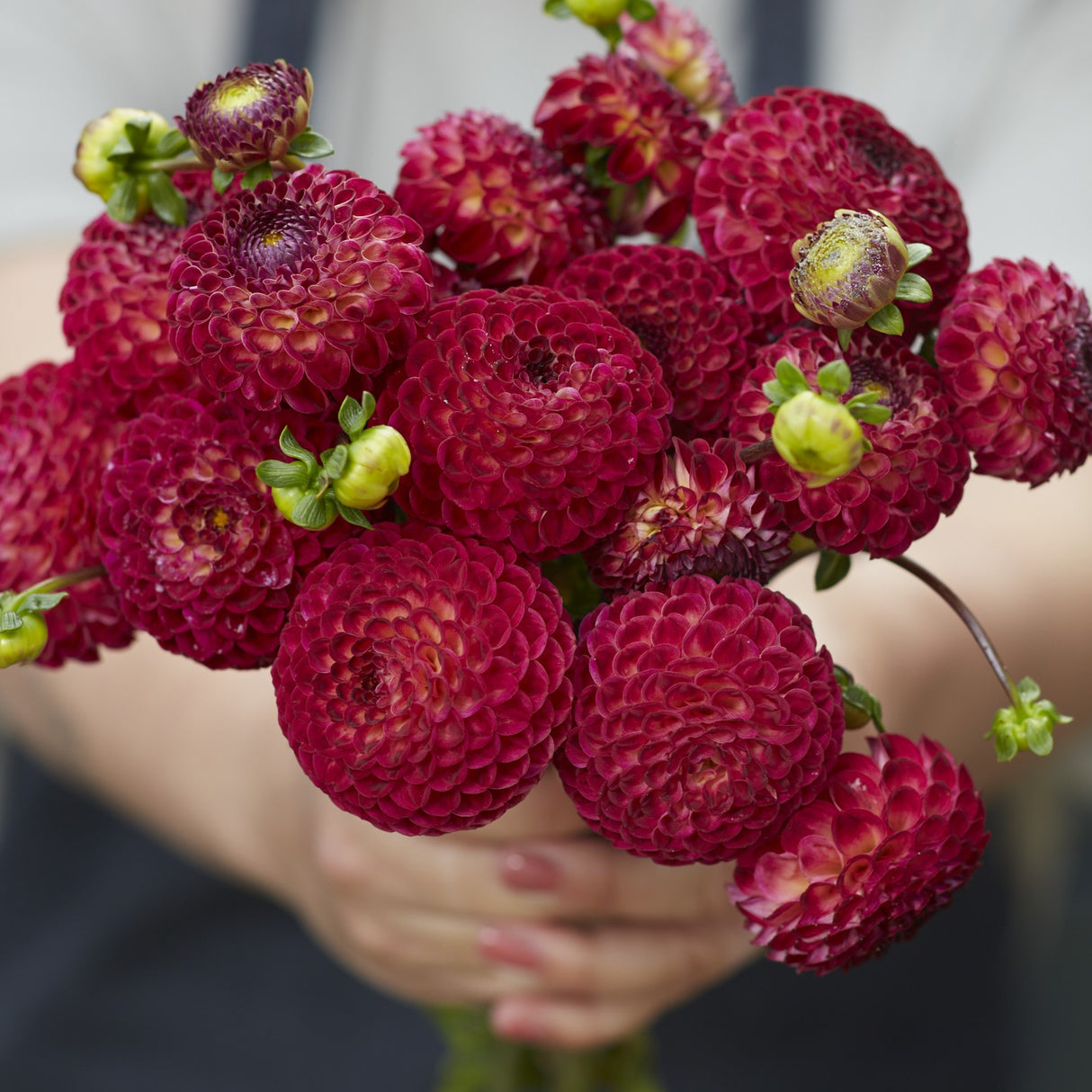 Dahlia 'Ryecroft Blackberry'