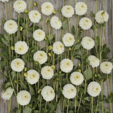 Dahlia 'Ryecroft Jan'