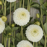 Dahlia 'Ryecroft Jan'