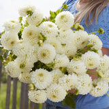 Dahlia 'Ryecroft Jan'