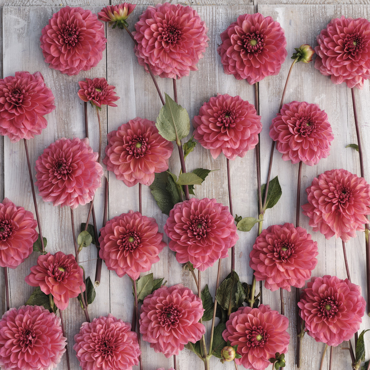Dahlia 'Salmon Runner'