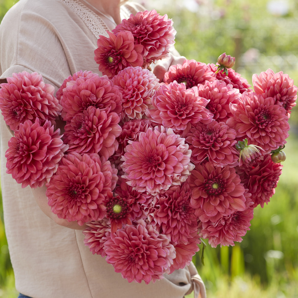 Dahlia 'Salmon Runner'