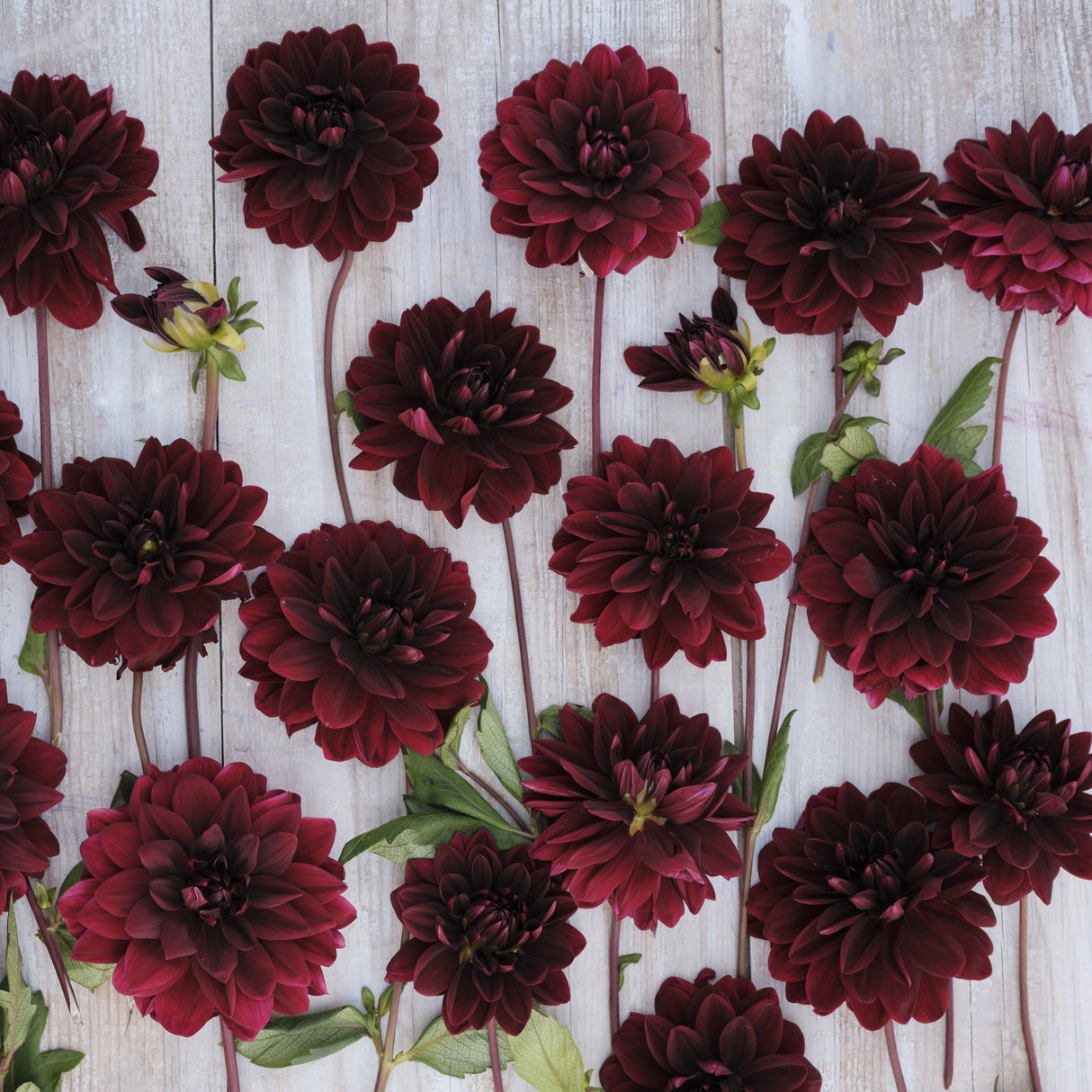 Dahlia 'Sam Hopkins'