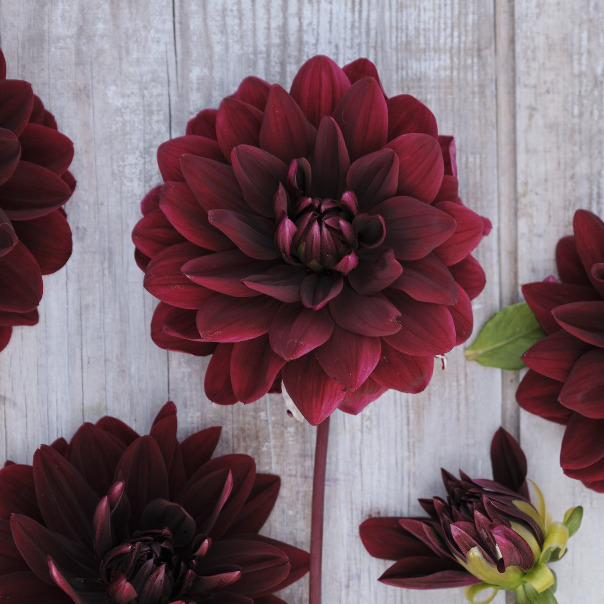 Dahlia 'Sam Hopkins'