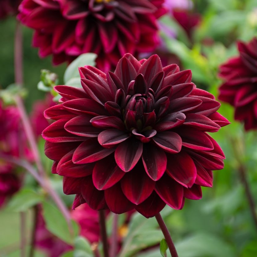 Dahlia 'Sam Hopkins'