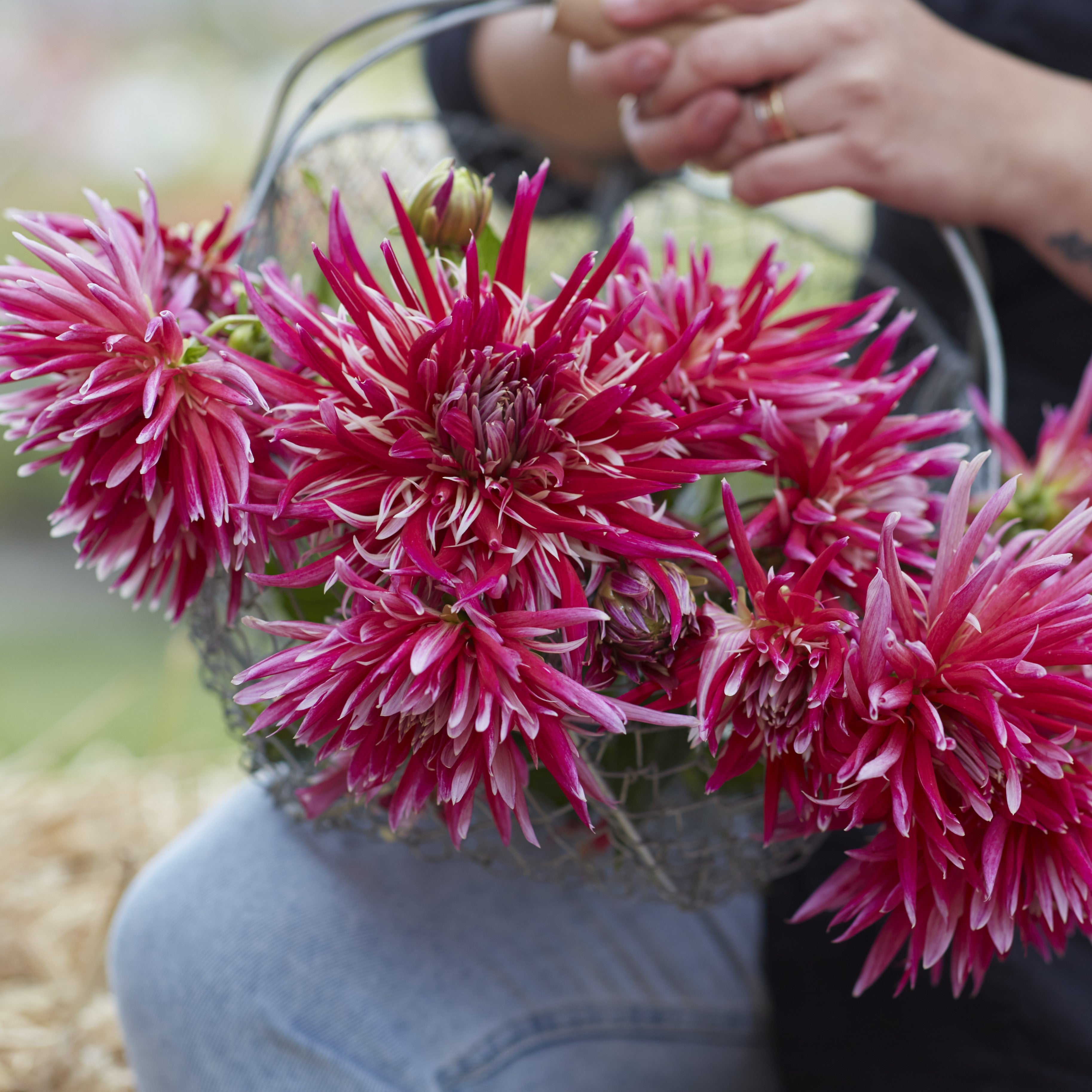 Dahlia 'Samourai'