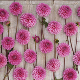 Dahlia 'Sandra'