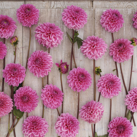 Dahlia 'Sandra'