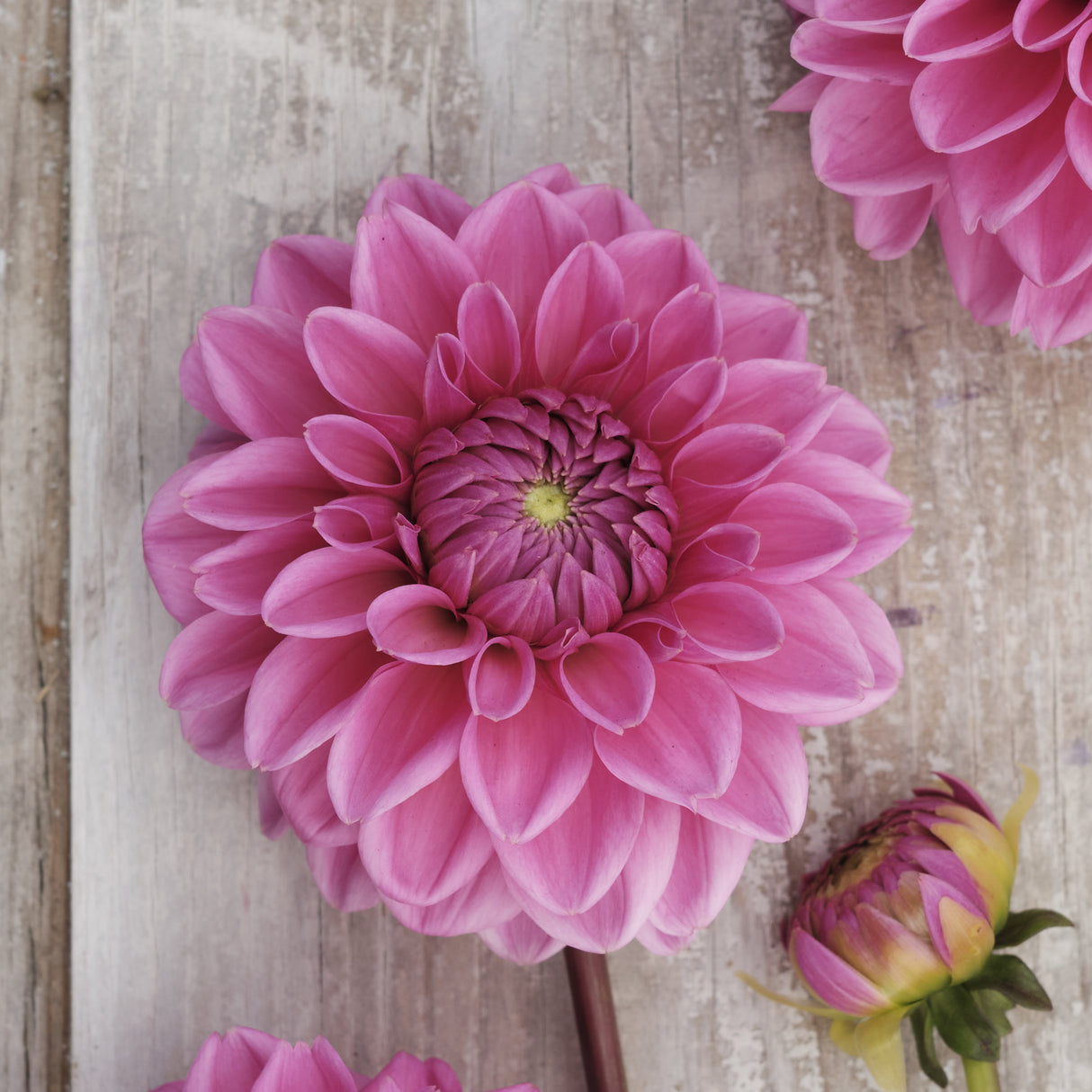 Dahlia 'Sandra'