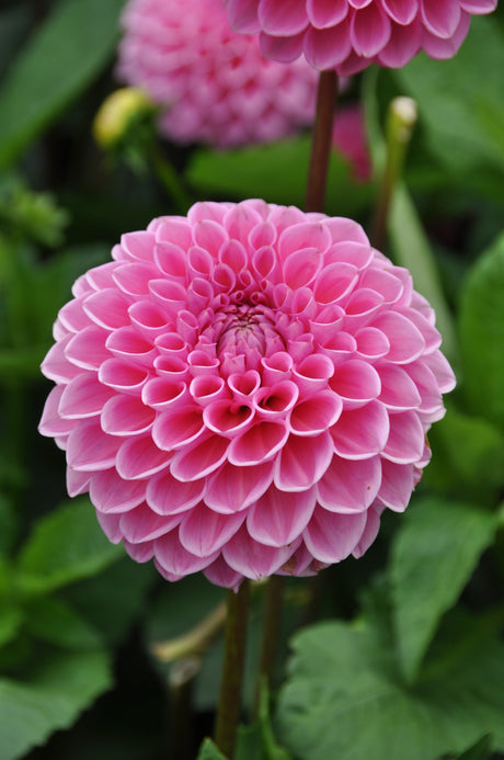 Dahlia 'Sandra'