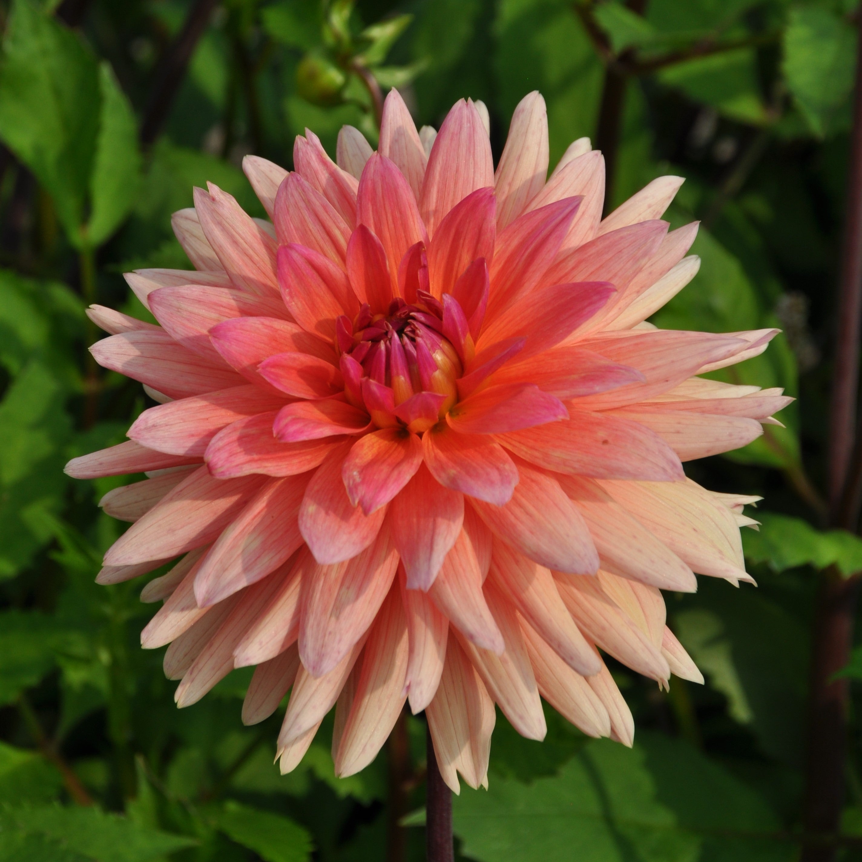 Dahlia 'Scheckenstein'