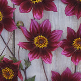 Dahlia 'Schippers Choice'