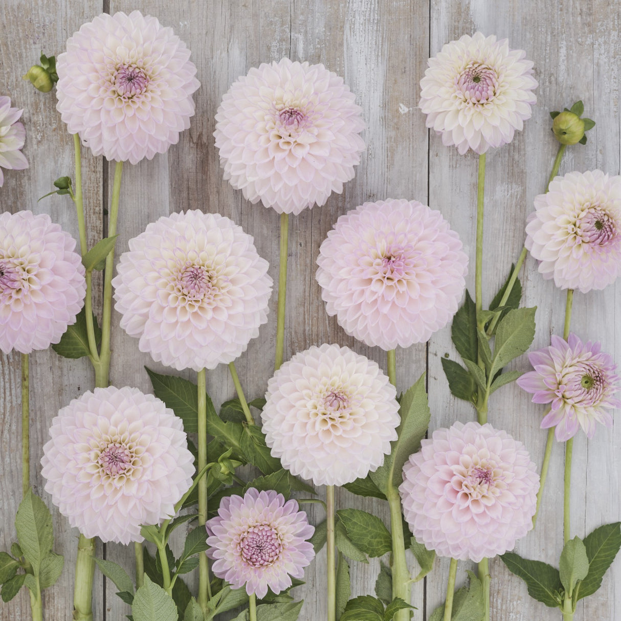 Dahlia 'Sefton Silvertop'