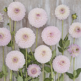 Dahlia 'Sefton Silvertop'